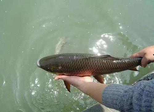 娱乐吃瓜酱放生鱼,一场爱心与自然的和谐交响